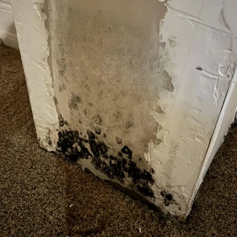 Professional Mold Removal in North Vernon, IN